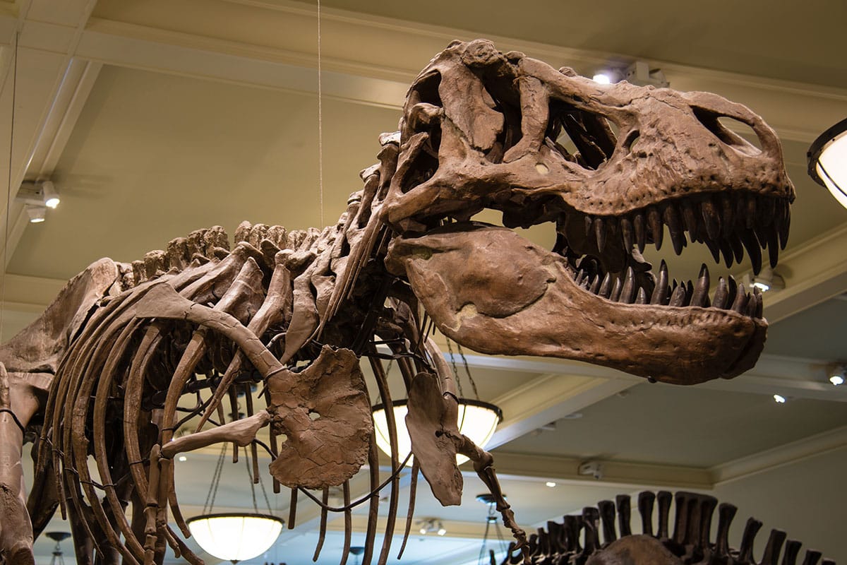 ©AMNH/D. Finnin - American Museum of Natural History — The museum's famous fossil hunter Barnum Brown discovered  this nearly complete T. rex skeleton at Big Dry Creek, Montana, in 1908. This magnificent specimen is on view in the museum's Hall of Saurischian Dinosaurs.