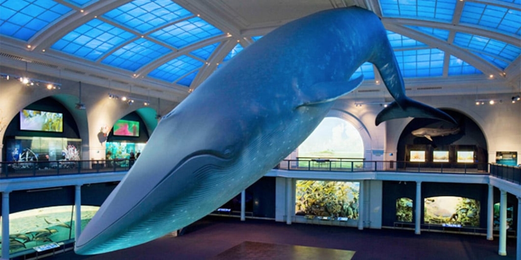 Modèle de baleine bleue du musée d'histoire naturelle de New York.