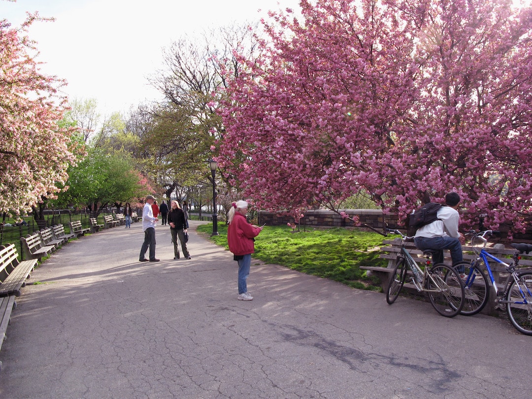 Arbres fleuris au Riverside Park à New York